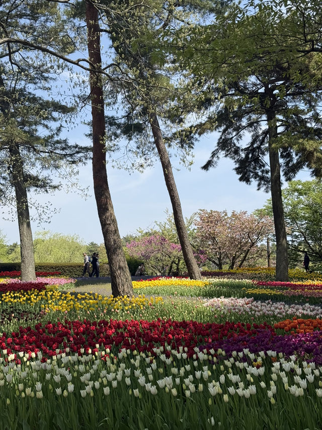 国営ひたち海浜公園｜色とりどりの絶景が広がる“アニメの世界”へ