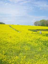 【宮城県大崎市】三本木地区の菜の花まつり