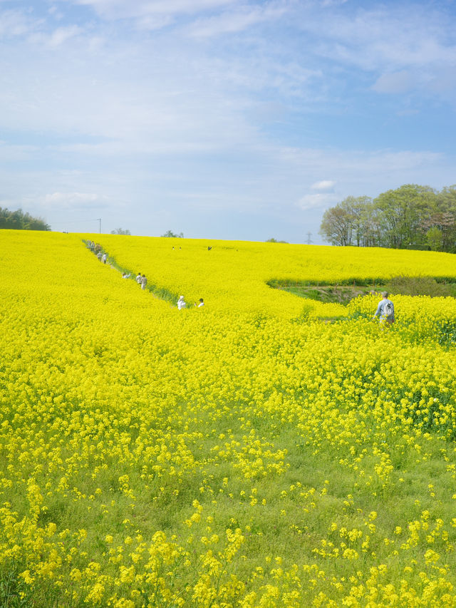 【宮城県大崎市】三本木地区の菜の花まつり