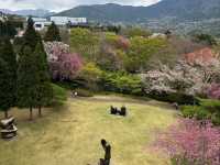 Mountain Air, Lake Views, and Sakura Feels