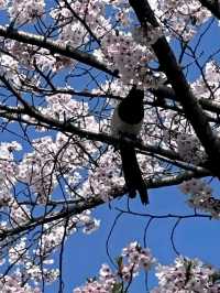 Blossoms & BBQ – A Spring Feast at Samwon Garden