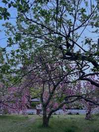 Honestly, kinda the perfect low-key hanami hangout.