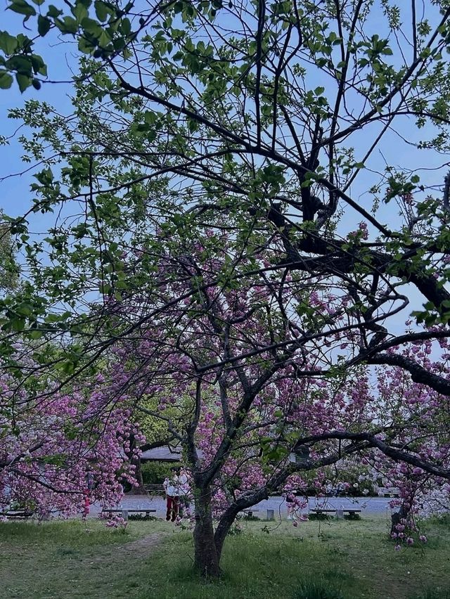 Honestly, kinda the perfect low-key hanami hangout.