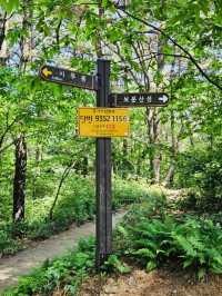 A Nice Walk in the Woods at Bomunsan Happiness Forest Path Center