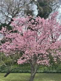 花見福岡：櫻花與古城交織的浪漫春日🌸