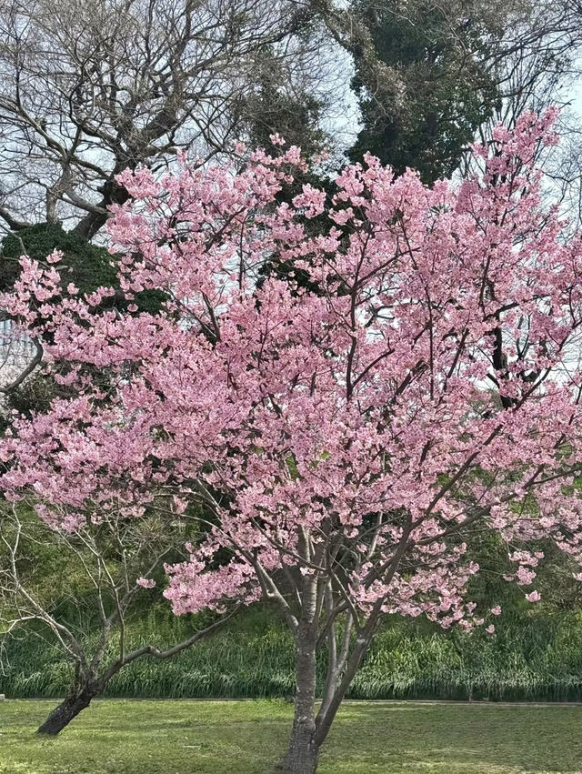 花見福岡：櫻花與古城交織的浪漫春日🌸