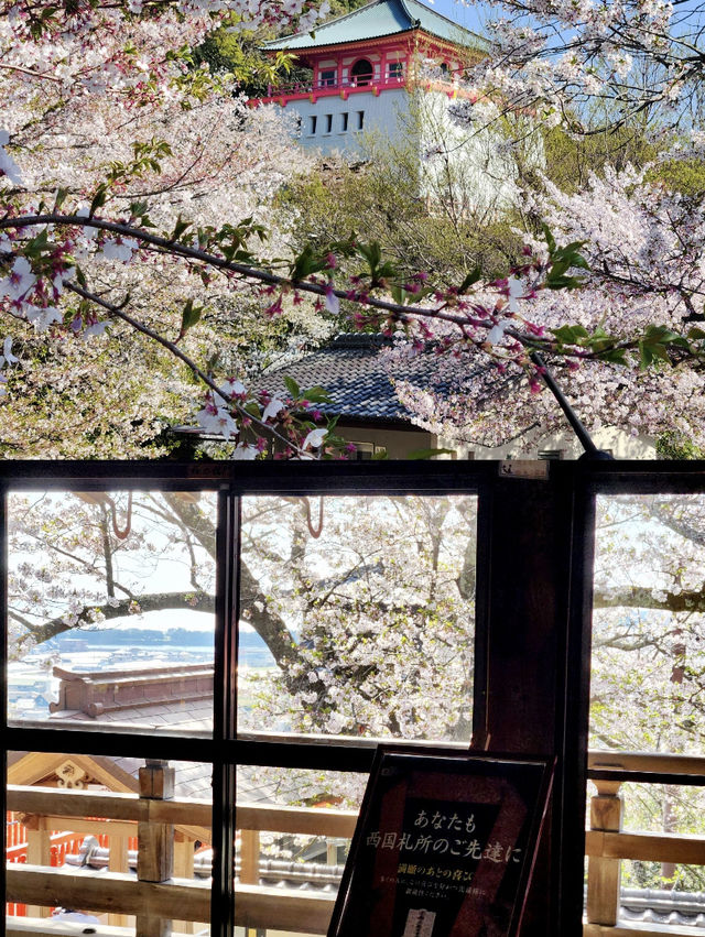 Wakayama | Sunset Castle & Cherry Blossom Lane 🌸