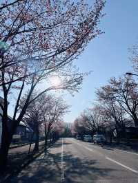 2025五月北海道獨遊追櫻之旅🌸 - 第一彈