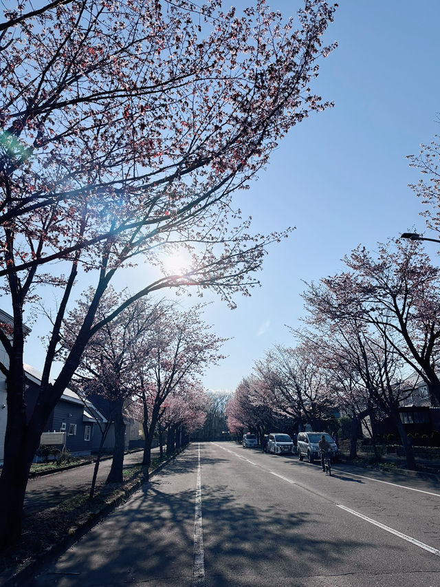 2025五月北海道獨遊追櫻之旅🌸 - 第一彈