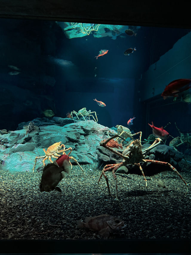 Love aquatic creatures? Osaka Kaiyukan is a must visit