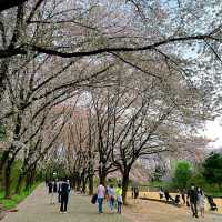 Daejeon in Bloom: A Springtime Escape in Korea’s Science City