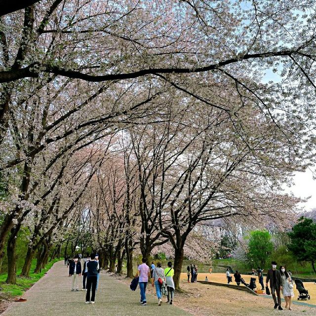 Daejeon in Bloom: A Springtime Escape in Korea’s Science City