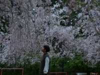 春の絶景！桜に包まれる智者の丘公園へ