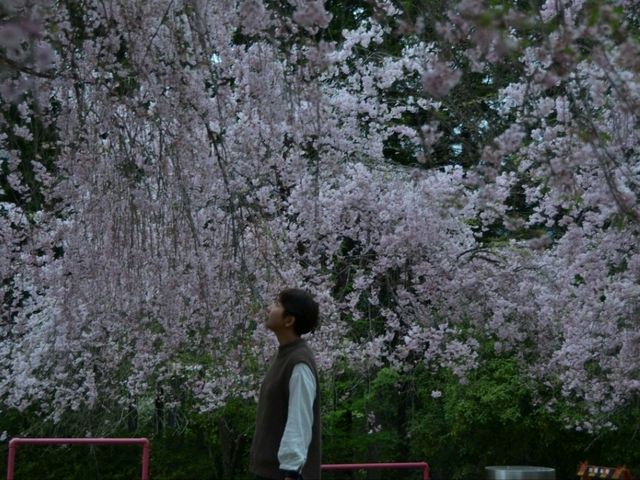 春の絶景！桜に包まれる智者の丘公園へ