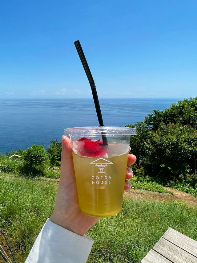 【熱海】今が見ごろ🌹✨ 熱海の絶景バラ園で癒されよう💘