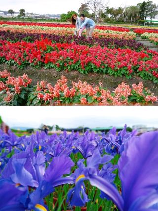 Explore Floral Fantasy: A Taichung Getaway at Zhongshe Flower Market