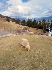 A Day at Qingjing Farm — Up Close with the Fluffy Sheep!