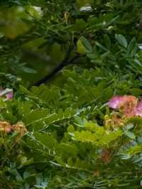 Blooms of Dhaka University: A Peaceful Pause in the Heart of the City