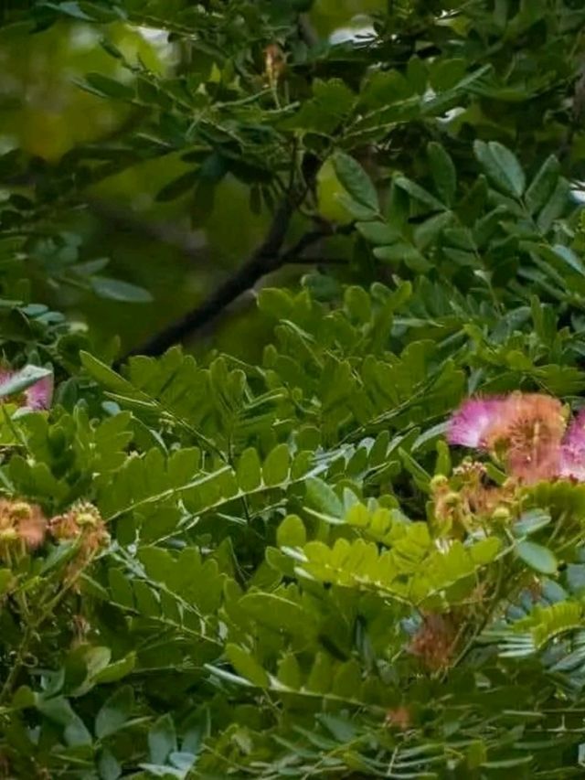 Blooms of Dhaka University: A Peaceful Pause in the Heart of the City
