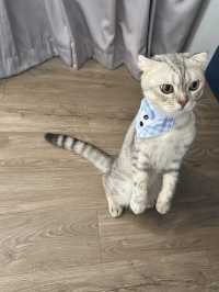 เที่ยวหัวหินพาน้องแมวพักโรงแรม PetFriendly 