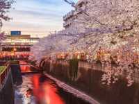 Nakameguro by the Meguro River – A Trendy Tokyo Stroll with Seasonal Charm