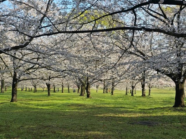 都内でもネモフィラ🌼