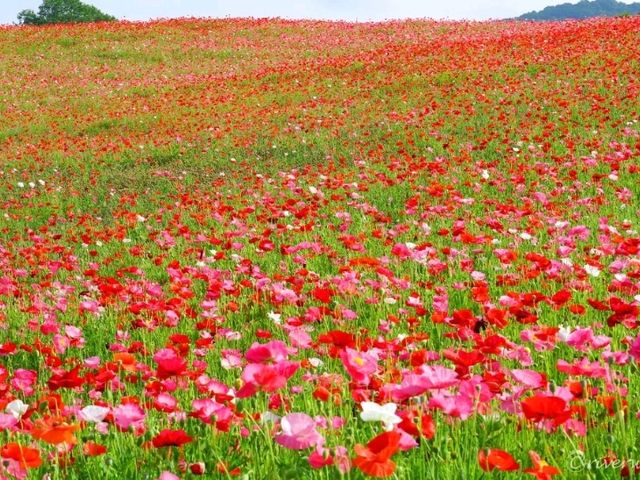 【埼玉県】奥秩父に広がる真っ赤なじゅうたん「天空のポピー」