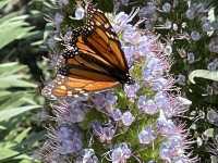 Beautiful Adelaide botanical garden