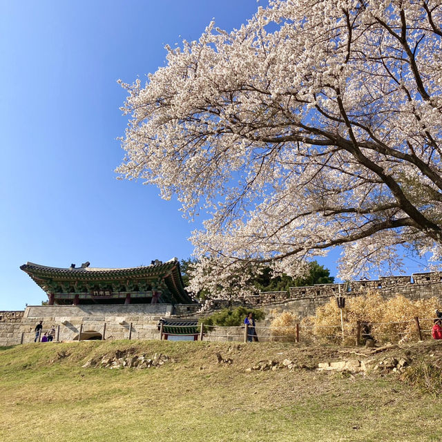 청주 벚꽃 명소 🌸