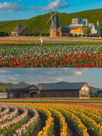 Kamiyubetsu Tulip Park สวนทิวลิปที่สวยสุดในญี่ปุ่น