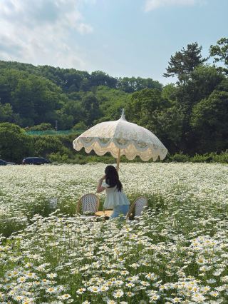 Shasta Daisies in Full Bloom at Cafe Jisaewool