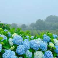 一歩進むごとに、色が変わるチェジュの紫陽花ロード。