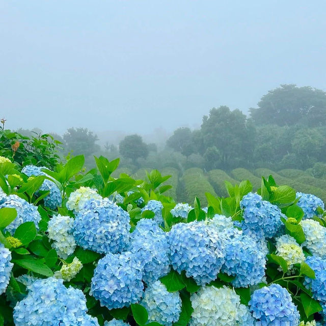 一歩進むごとに、色が変わるチェジュの紫陽花ロード。