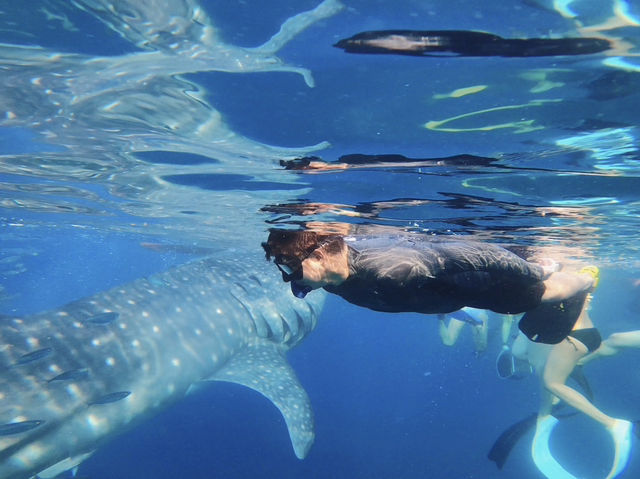 🌊【和海中溫柔巨人四目相對的瞬間】🦈💙