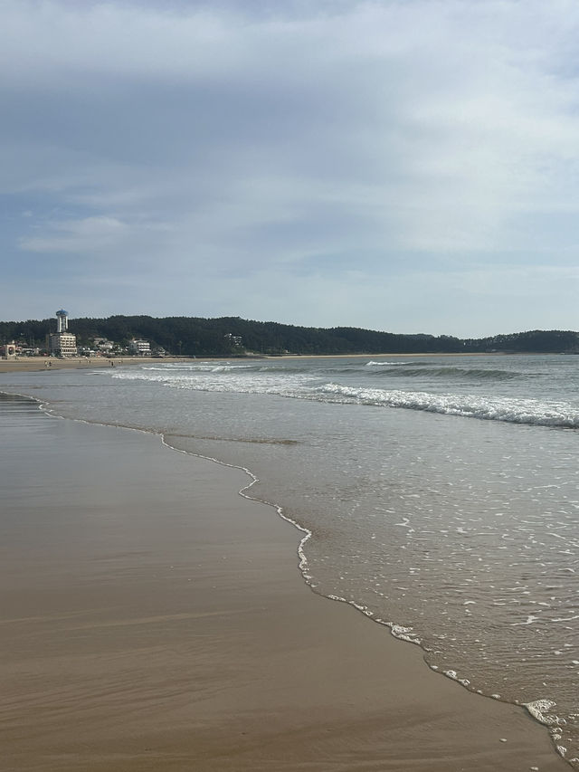 🏖️ 가족과 함께 즐거운 추억을, 천리포해수욕장 