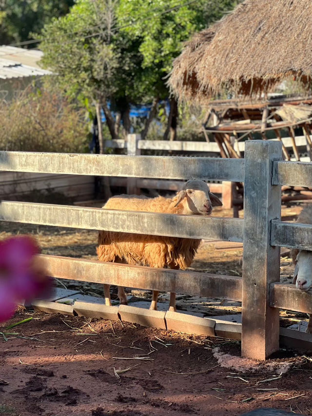 สวนสัตว์เล็กๆใกล้สนามบินขอนแก่น 🐱🐐🦫
