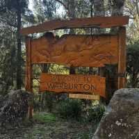 🌿 Car-Free Weekend Getaway | Warburton Half-Day Chill Trip 🍕🍦🚶‍♀️