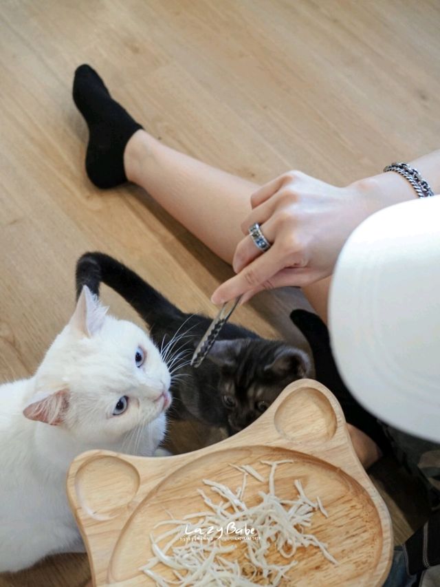 มาทะเล ก็แวะเติมแมวได้ ที่ Cat Sky Bar Cafe