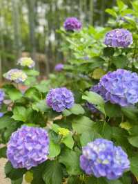 愛知]まるで京都のような竹林と紫陽花のコラボレーション🩵✨