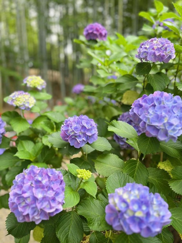 愛知]まるで京都のような竹林と紫陽花のコラボレーション🩵✨