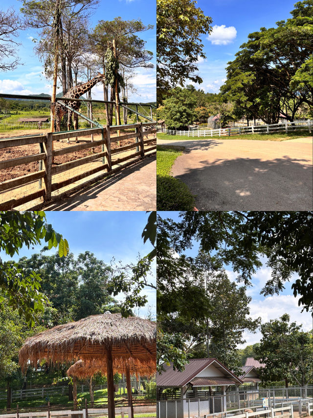 Singha Park, Chiangrai