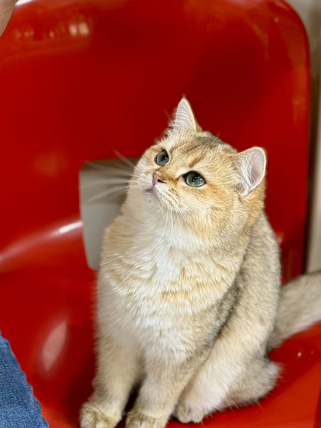 深圳必去貓狗天堂🐶🐱｜300㎡超萌「抱抱小狗」Cafe！