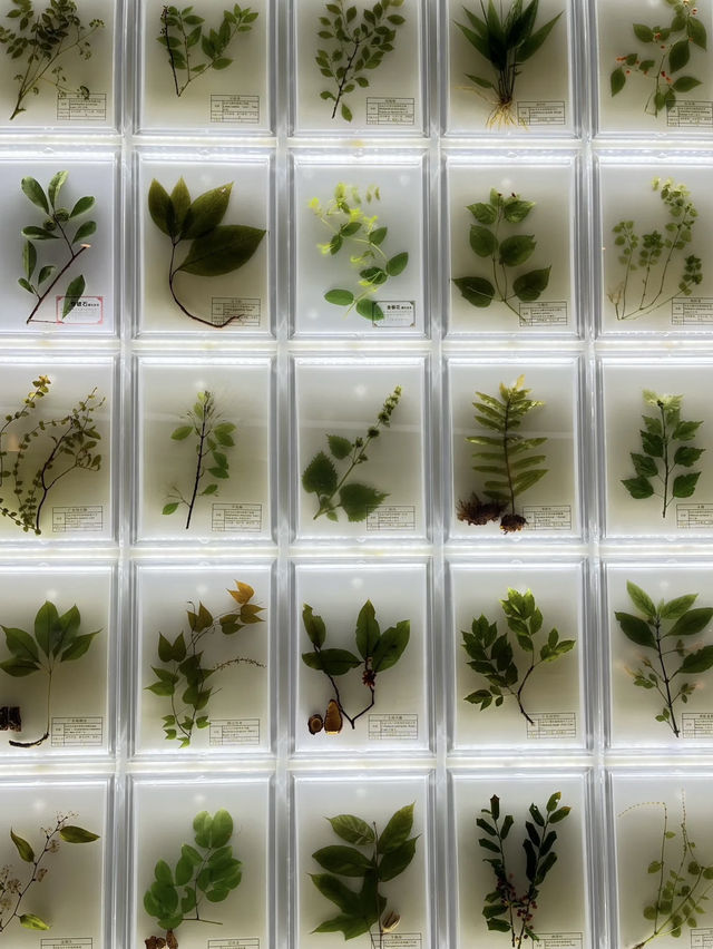 Guangdong Museum of Traditional Chinese Medicine – A Calm Dive into Ancient Wisdom