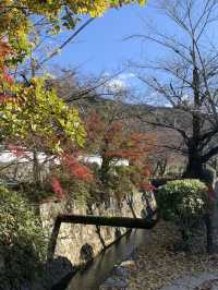 【京都🇯🇵】紅葉🍁が美しい秋の永観堂へ