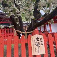 金運アップのご利益スポット⛩️山梨の「金櫻神社」へ