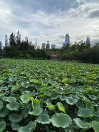 深圳洪湖公園，一年一度的荷花展，千萬不要錯過啊🪷