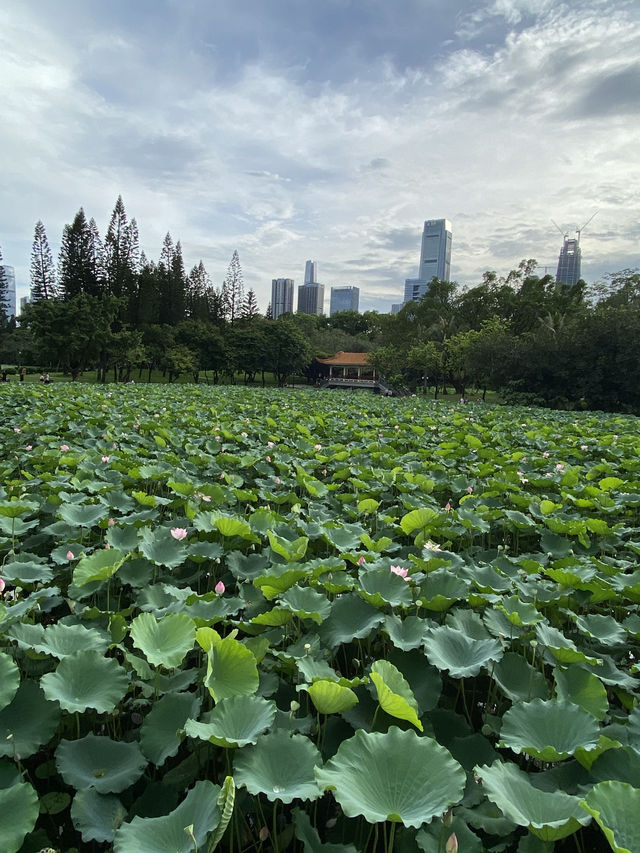 深圳洪湖公園，一年一度的荷花展，千萬不要錯過啊🪷