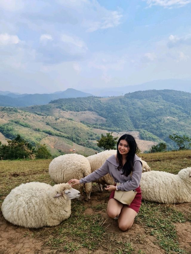 Akha FarmVille ฟาร์มแกะกลางขุนเขา แม่สรวย 