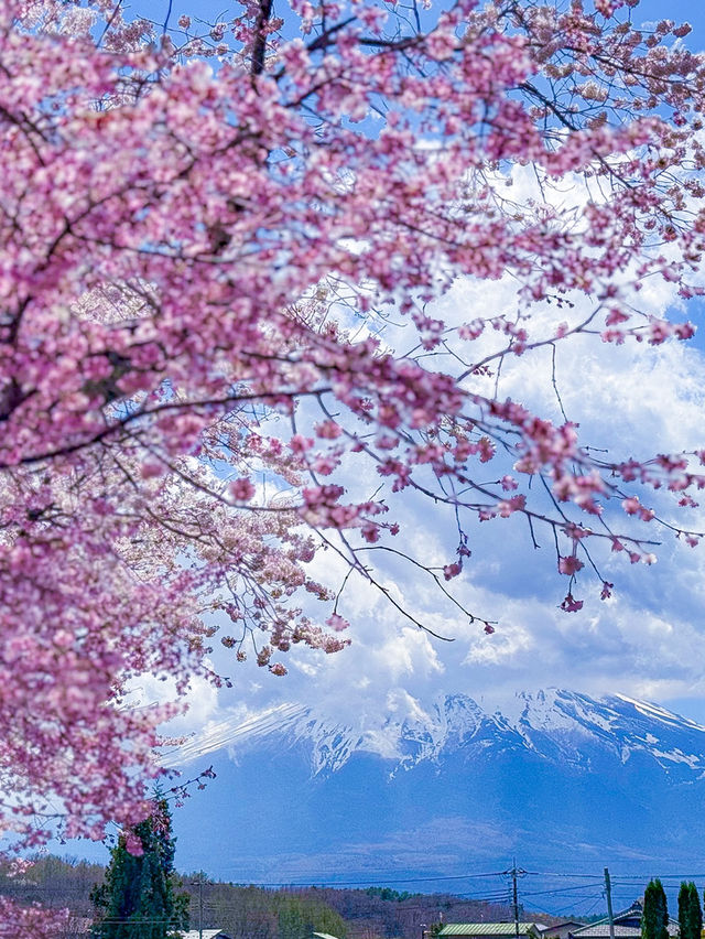รีวิว Oshino Hakkai (忍野八海) ในช่วง ซากุระบาน