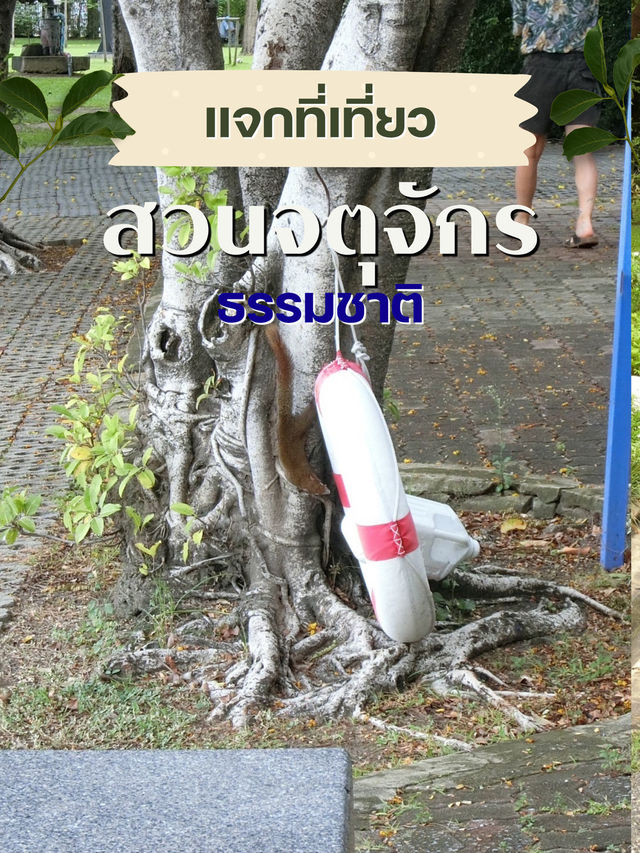 สวนจตุจักร – เดินเล่น เดินช้อป เดินเพลินไม่มีเบื่อ